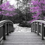bridge-to-springtime