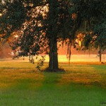 tree2
