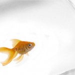 fish253323619_eb37d646b9_m