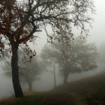 foggy3072712788_0f57d48dba
