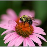 busybee739001547_82f23331df_m