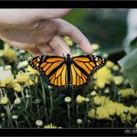 butterfly3949114071_102f287528_m