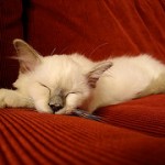 sleepingcat3856329637_63bc76d111_m