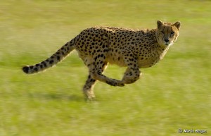 Fast, Faster, Cheetah...